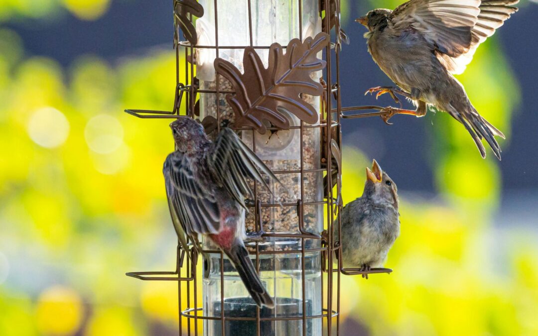 Birds & Butterflies of Mission, Texas
